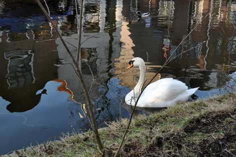 Holland swans