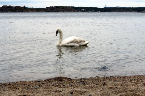 Norge swans